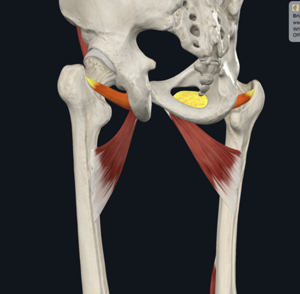 <p>On - Name the Yellow highlighted muscle (notice L&R are highlighted) </p>