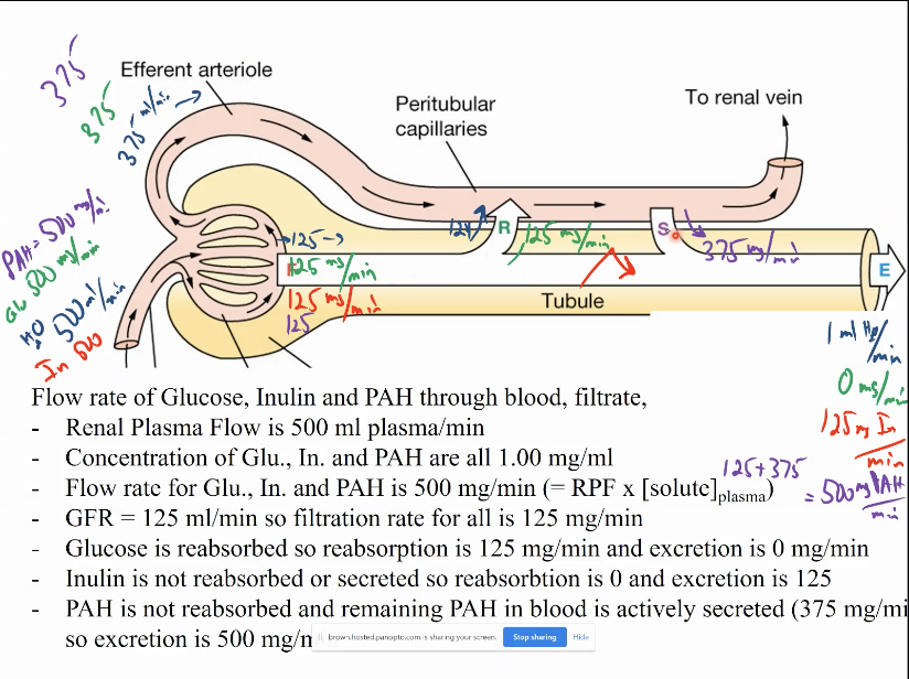 \- renal plasma flow is 400 mL plasma/min

\- concentration of glucose, insulin, and PAH are all 1.00 mg/mL

\- flow rate for glucose, insulin, and PAH is 500 mg/min (=RPF x \[solute\]plasma)

\- GFR = 125 mL/min so filtration rate for all is 125 mg/min

\- glucose is reabsorbed so reabsorption is 125 mg/min and excretion is 0 mg/min

\- insulin is not reabsorbed or secreted so reabsorption is 0 and excretion is 125

\- PAH is not reabsorbed and remaining PAH in blood is actively secreted (275 mg/min) so excretion is 500 mg/min