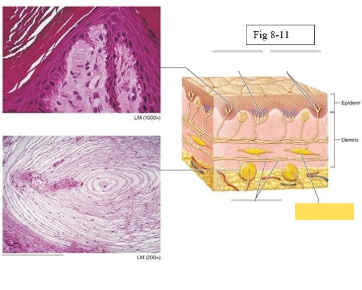 <p><span style="background-color: transparent; font-family: &quot;Times New Roman&quot;, serif;"><span>deep pressure, stretch</span></span></p>