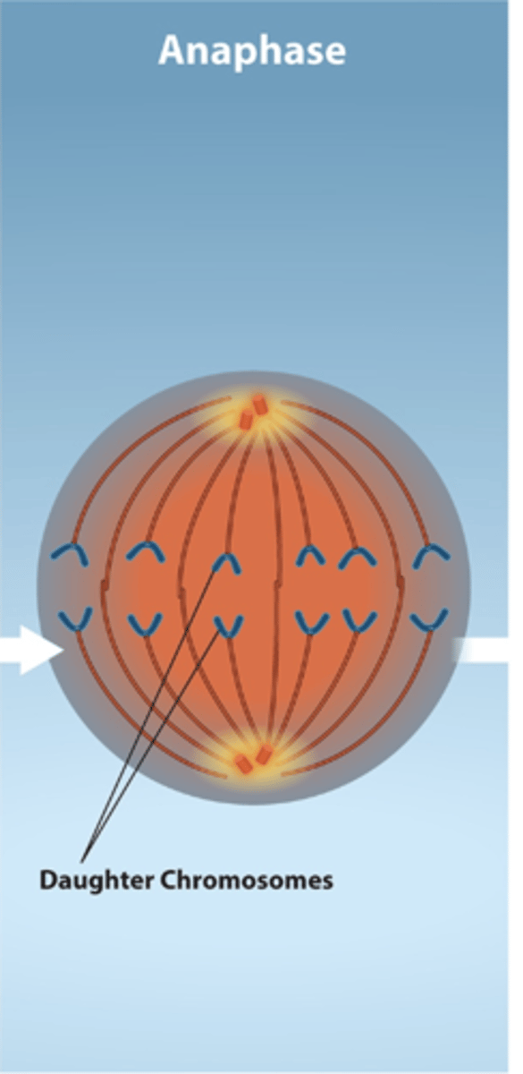 <p>- Fourth step of mitosis</p><p>- Cohesion proteins degenerate, allowing chromatids to separate</p><p>- Separated sister chromatids move in opposite directions toward the centrosomes to which their microtubules are attached</p><p>- Cell elongates</p>