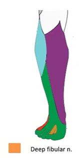 <p>the flip flop area</p>