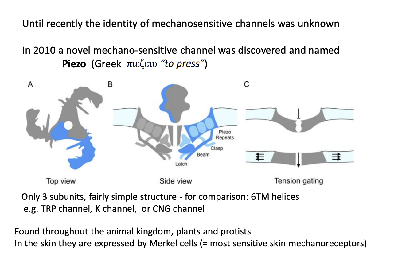 <p>Merkel cells→ the most sensitive mechanoreceptor cell </p>