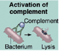 <p>When antibodies bind antigens (especially IgG or IgM), they can activate the complement system → a group of plasma proteins </p><p>This complement forms membrane attack complex which punches holes in membranes to cause cell lysis</p><p>It can attract immune cells and enhances phagocytosis </p>