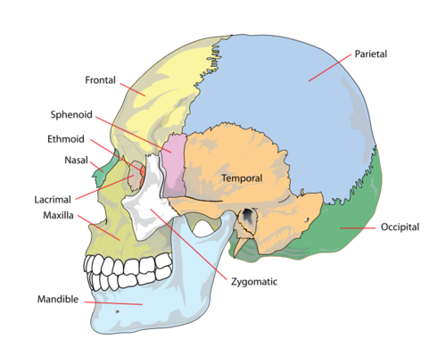 <ul><li><p>The bony structure that supports the face and protects the brain, consisting of 22 bones.</p></li><li><p>Cranial Bones: Frontal, parietal temporal, occipital, sphenoid, and the ethmoid bone (8)</p></li><li><p>Facial Bones: Nasal, maxillary, zygomatic, palatine, vomer, lacrimal, inferior nasal conchae, and the mandible (14)</p></li></ul><p></p>