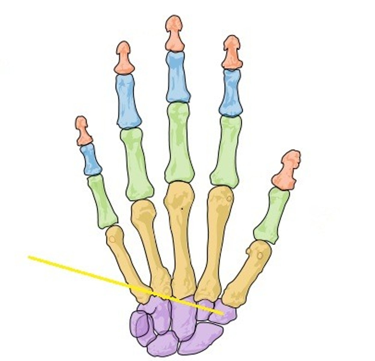 <p>Name the structure labeled with the yellow line</p>