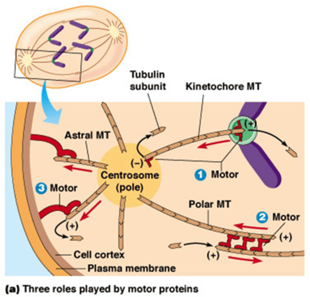 <p>ze zijn gebonden aan celcortex en binden aan astrale MTs, bewegen naar min uiteinde van MT en trekken de polen van de kernspoel richting cortex.</p><p>3 op de foto</p>