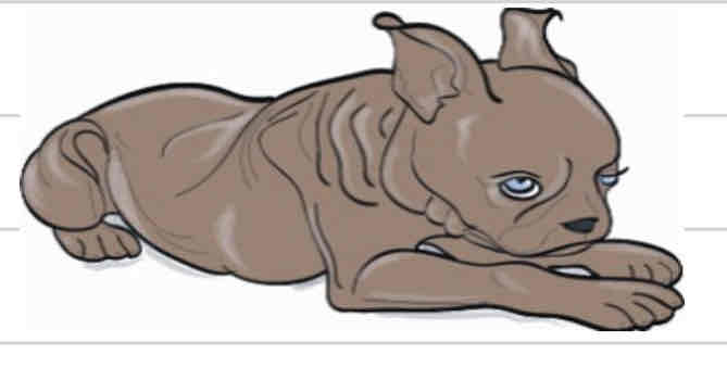 <p>Sternal recumbency </p>