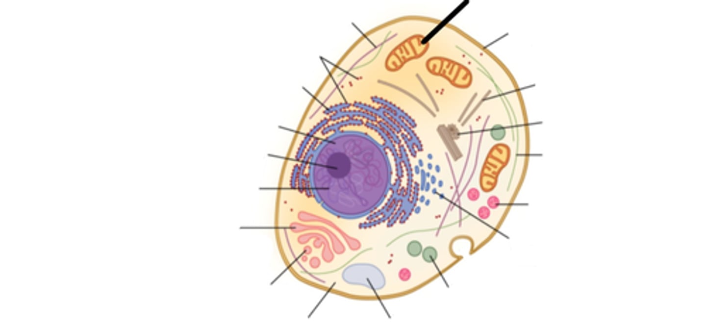 <p>Powerhouse of the cell</p>