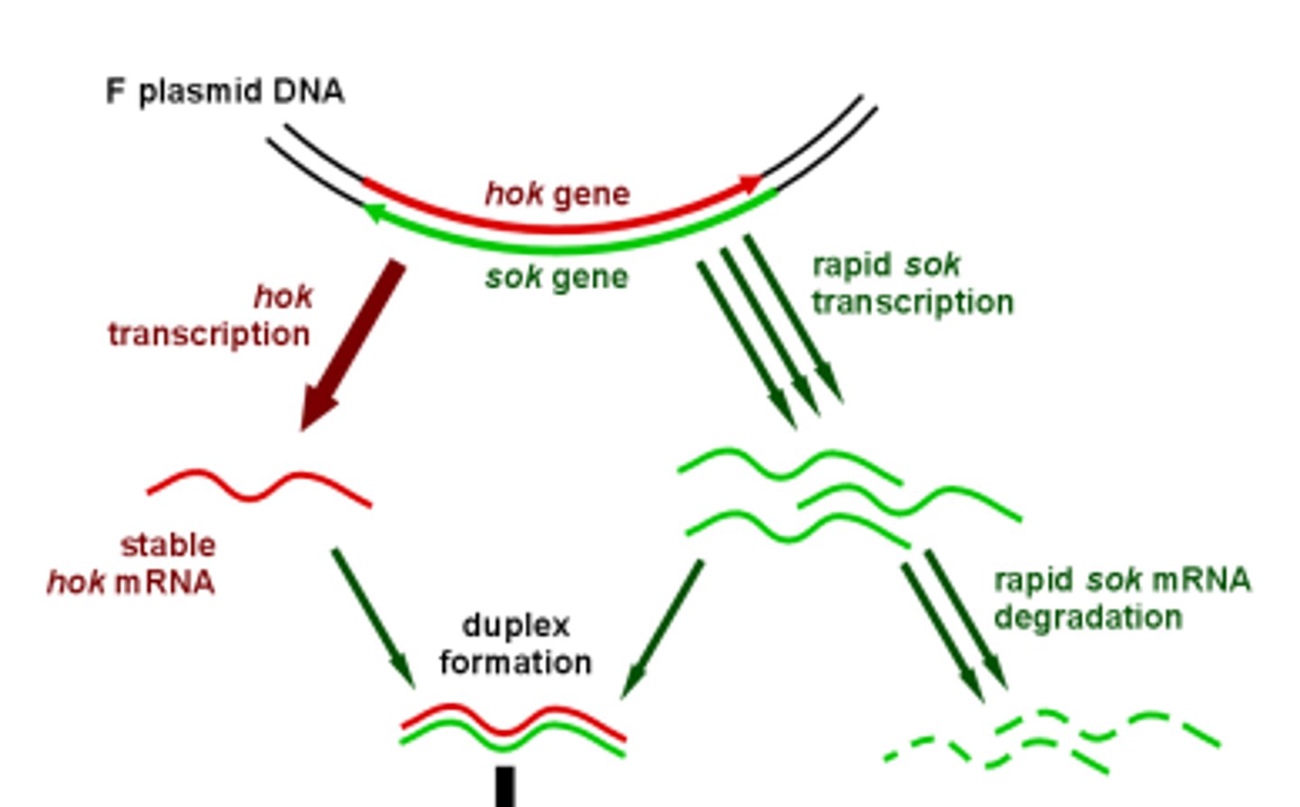 <p>Host-killing. Encodes for killer peptide, leading to membrane depolarisation, the mRNA for the hok protein lasts for 20 minutes.</p>