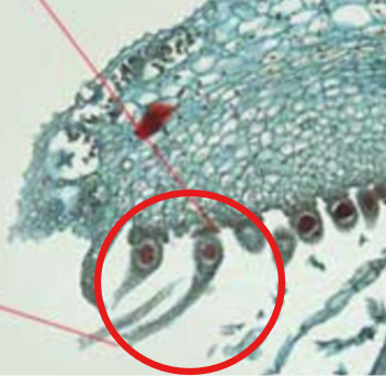 <p>What part of the Archegonial Head is this?</p>