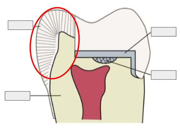 <p>What is Enamel?</p>