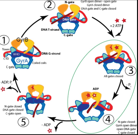 <ul><li><p>Creates double stranded breaks in DNA</p></li><li><p>Breaking the double strand, passing the double helix through it and resealing again </p></li><li><p>Does something similar to 1 but will clip both strands and turn them around each other → undo a single turn → both functioning a way to relax DNA before replication occurs </p></li><li><p>It is needed since it will seize to continue since it will not be able to unwind and there will be too much strain upstream </p></li></ul><p></p>