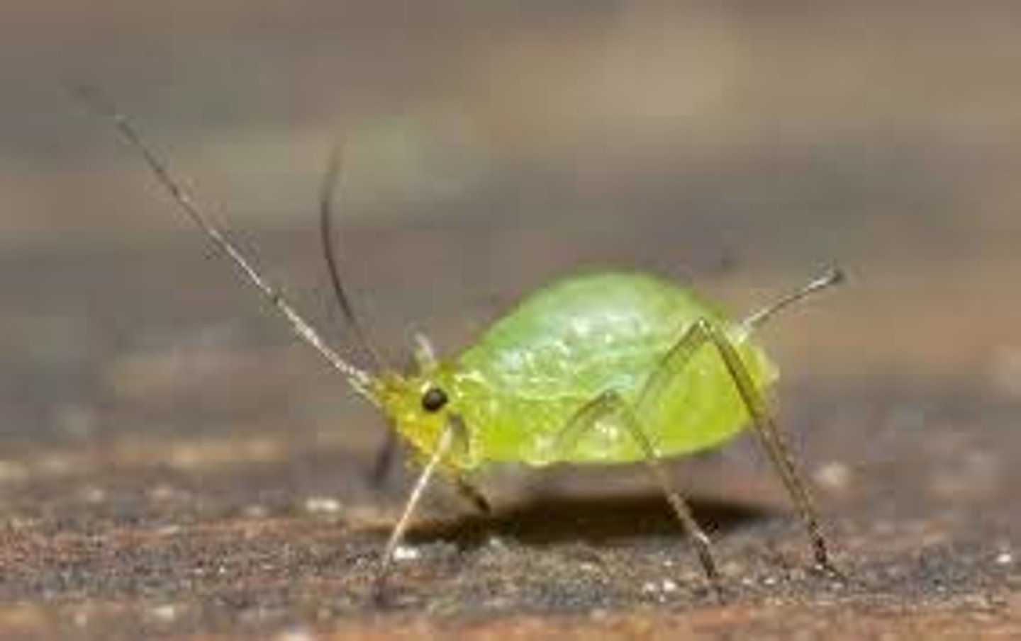 <p>-Adults usually wingless, winged form=alates<br>-Cornicle=produce alarm pheromones<br>-Production of wings dependent on environment<br>-Plant diseases<br>-Aphid farming</p>