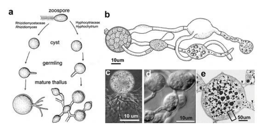 <p><strong>Hyphochytriomycetes</strong></p>