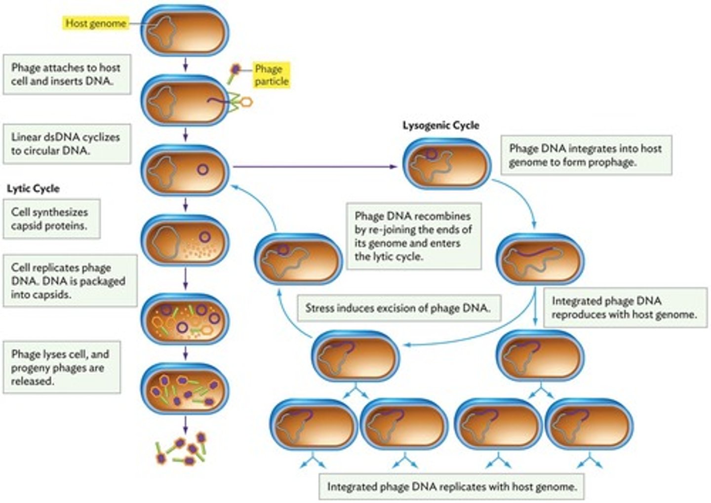 <p>Viral DNA integrates into host DNA as prophage.</p>