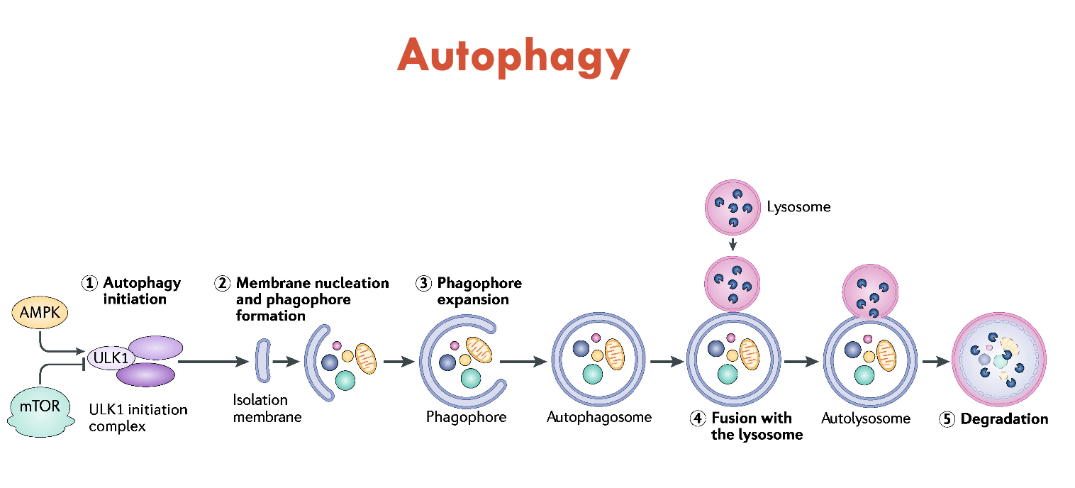 <p>Autophagy is a process that occurs in all cells to recycle damaged components (e.g. damaged organelles like mitochondria)</p><ul><li><p>occurs through signalling cascades</p><ul><li><p>AMPK (lack of nutrients) activates autophagy</p></li><li><p>mTOR (AA availability) inhibits it</p></li></ul></li></ul><p>When activated, the cell takes a double-layered membrane and engulfs the damaged cellular constituents</p><ul><li><p>then fuses to lysosomes for degradation</p></li><li><p>Degraded nutrients (AAs, FAs, sugars) are pumped out into the cytoplasm to be recycled</p></li></ul><p>Defects in autophagy can lead to many diseases</p>