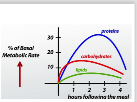 <p>How many hours is the basal metabolic rate of the lipids at the highest?</p>