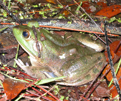 <p>pig frog other info</p>