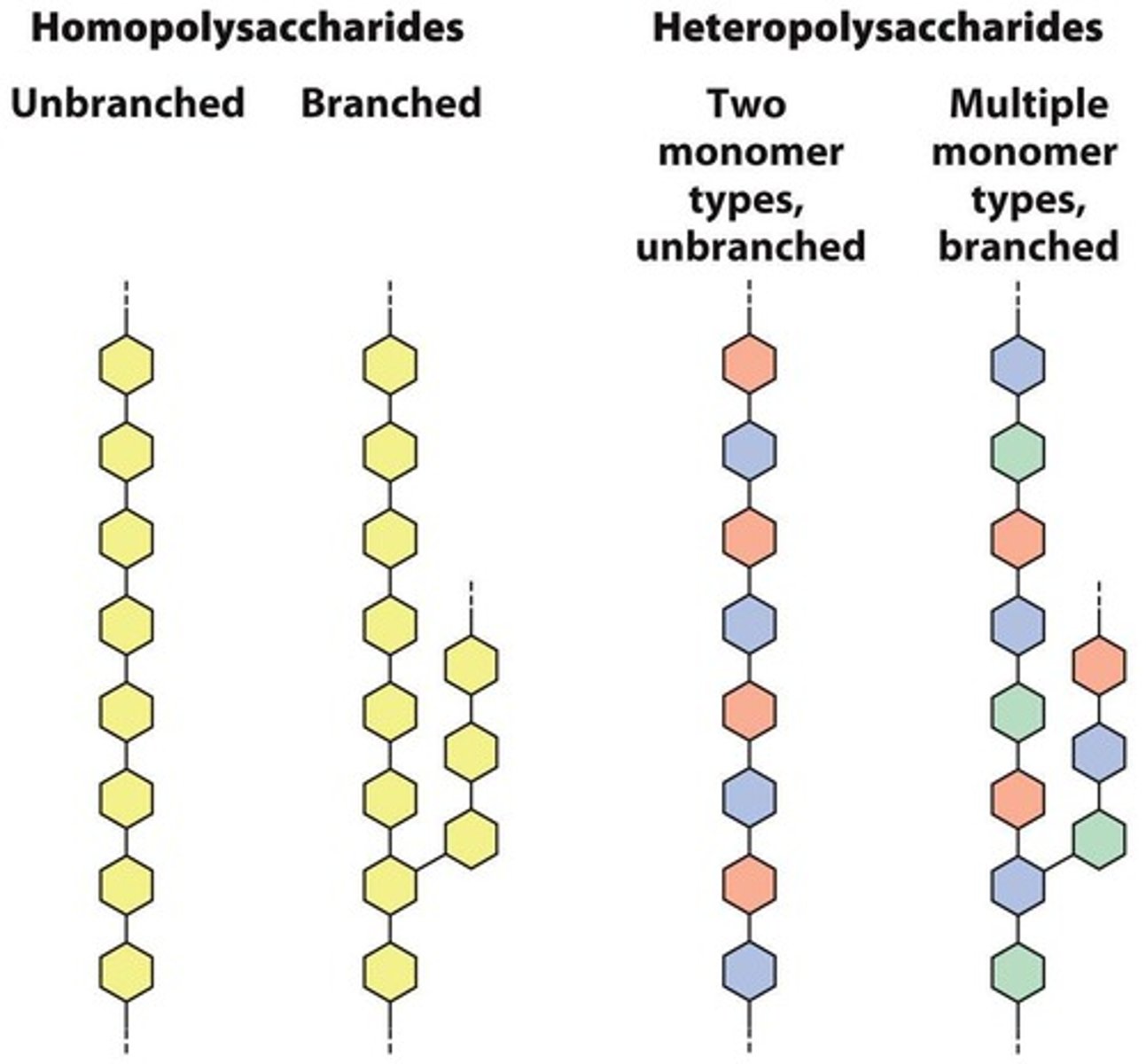 <p>A branched homopolysaccharide of α-D-glucose, functioning as energy storage in animals.</p>