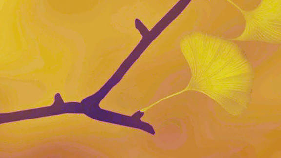 <p><strong>Dal</strong></p>