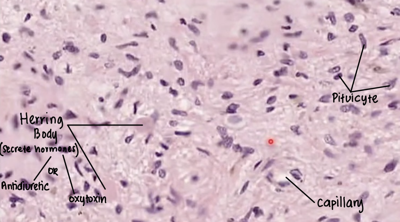 <ul><li><p><strong><u>Pituicytes:</u> </strong><span style="color: blue;"><strong>Lightly stained</strong></span><strong> </strong>but has <span style="color: blue;"><strong>dark elongated nucleus </strong></span></p></li><li><p><strong><u>Herring bodies:</u> </strong><span style="color: red;"><strong>Esoinophilic</strong></span><strong> </strong>(<em>pink/red</em>) </p></li></ul><p></p>