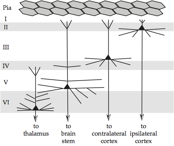 <p>Each neuronal precursor (daughter cell) has to migrate <strong>outward </strong>from the ventricle, pass beyond its predecessors and then stop, undergo terminal differentiation and establish its synaptic connections</p><ul><li><p>aka Inside-Out layering in the cerebral cortex </p></li></ul><p></p>