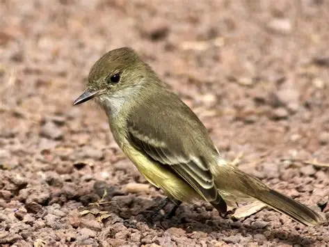 <p>Galapagos Flycatcher </p><ul><li><p>endemic flycatcher is larger than vermillion flycatcher and has a wider bill </p></li><li><p>yellow tinged belly, with brown wings, head, and back </p><ul><li><p>neck is white </p></li></ul></li></ul><p></p>