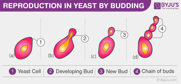 <p>Equal cytokinesis is when the cytoplasm and the organelles are equally separated into each new cell. </p><p>Unequal cytokinesis is when the cells are unequally divided and the daughter cell only receives a small part of the cytoplasm. This is called a bud, and is often used by yeast to reproduce asexually.</p><p></p>
