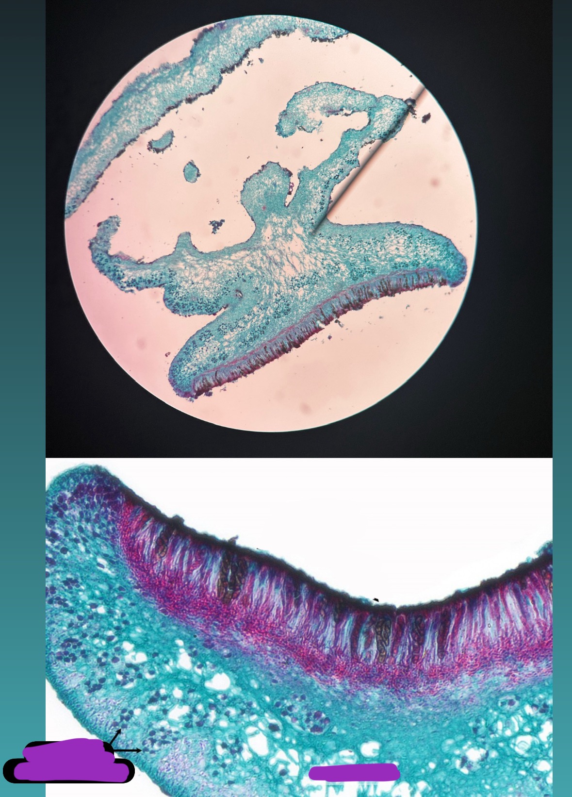 <p>Label + What is it?</p>