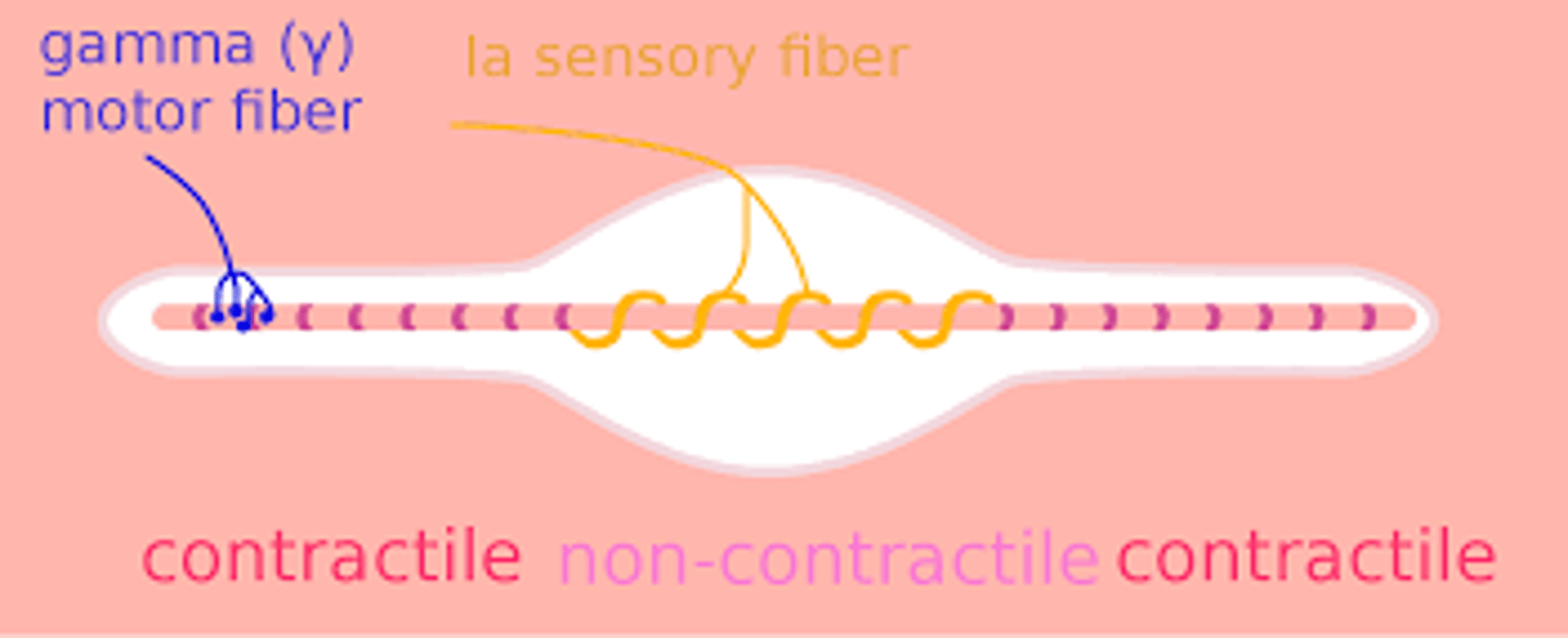 <p>1a fibers</p>