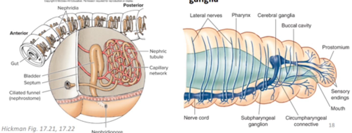 <p>paired nephridia in each segment, cerebral ganglia (brain) above pharynx, connectives (nerves) pass around pharynx to connect brain to first pair of ganglia</p>