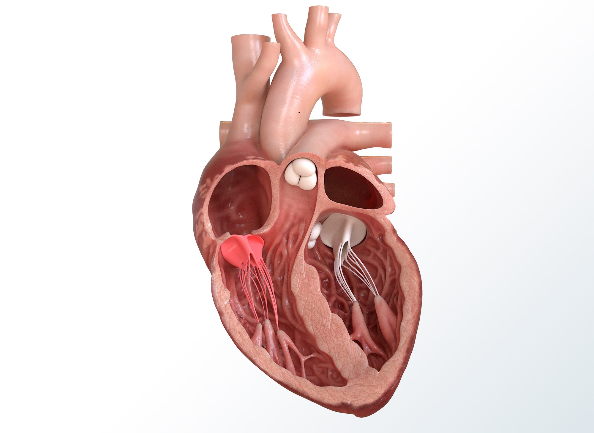 <p>tricuspid valve </p><p>between right atrium and right ventricle </p>
