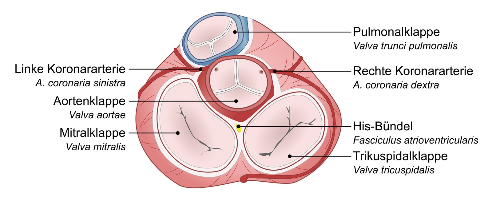 <p>E. A return movement of the valve plane toward the base of the heart facilitates ventricular filling.</p>