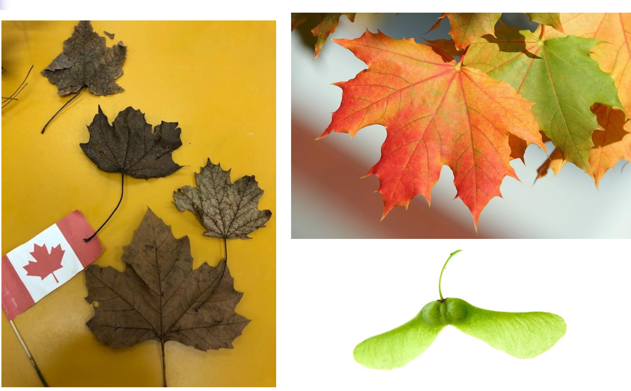 <p>maple </p>
