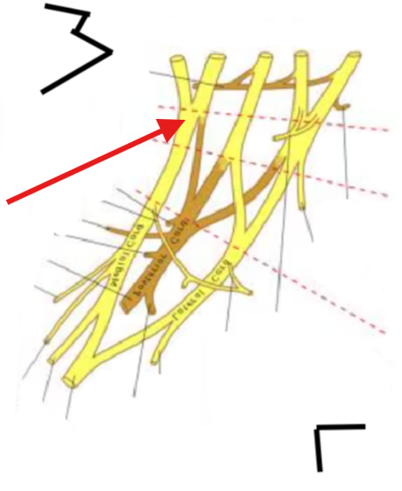 <p>What is this structure?</p>