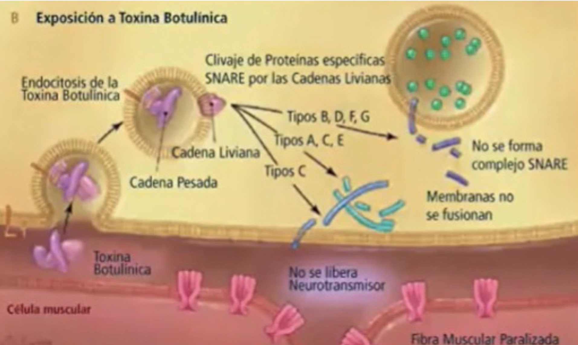 <p>Medicamentos,toxinas o venenos que afectan la unión neuromuscular/Toxina botulinica Isoforma que destruye a la SNAP-25</p>