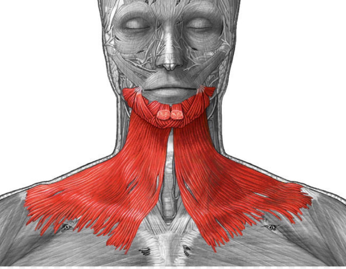 Thin sheet-like muscle in the neck, can’t be seen