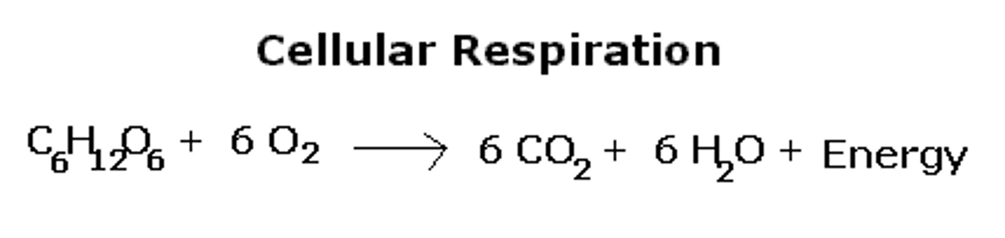<p>carbon dioxide, water, and ATP</p>