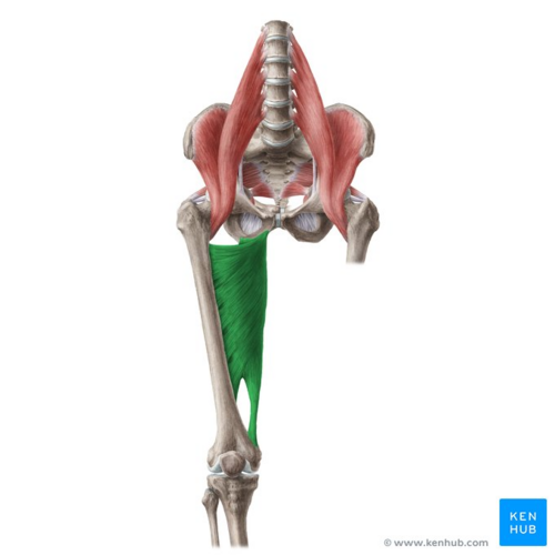 <p>A muscle that adducts, flexes, extends, and laterally rotates the thigh, found in the inner thigh near the pelvis.</p>