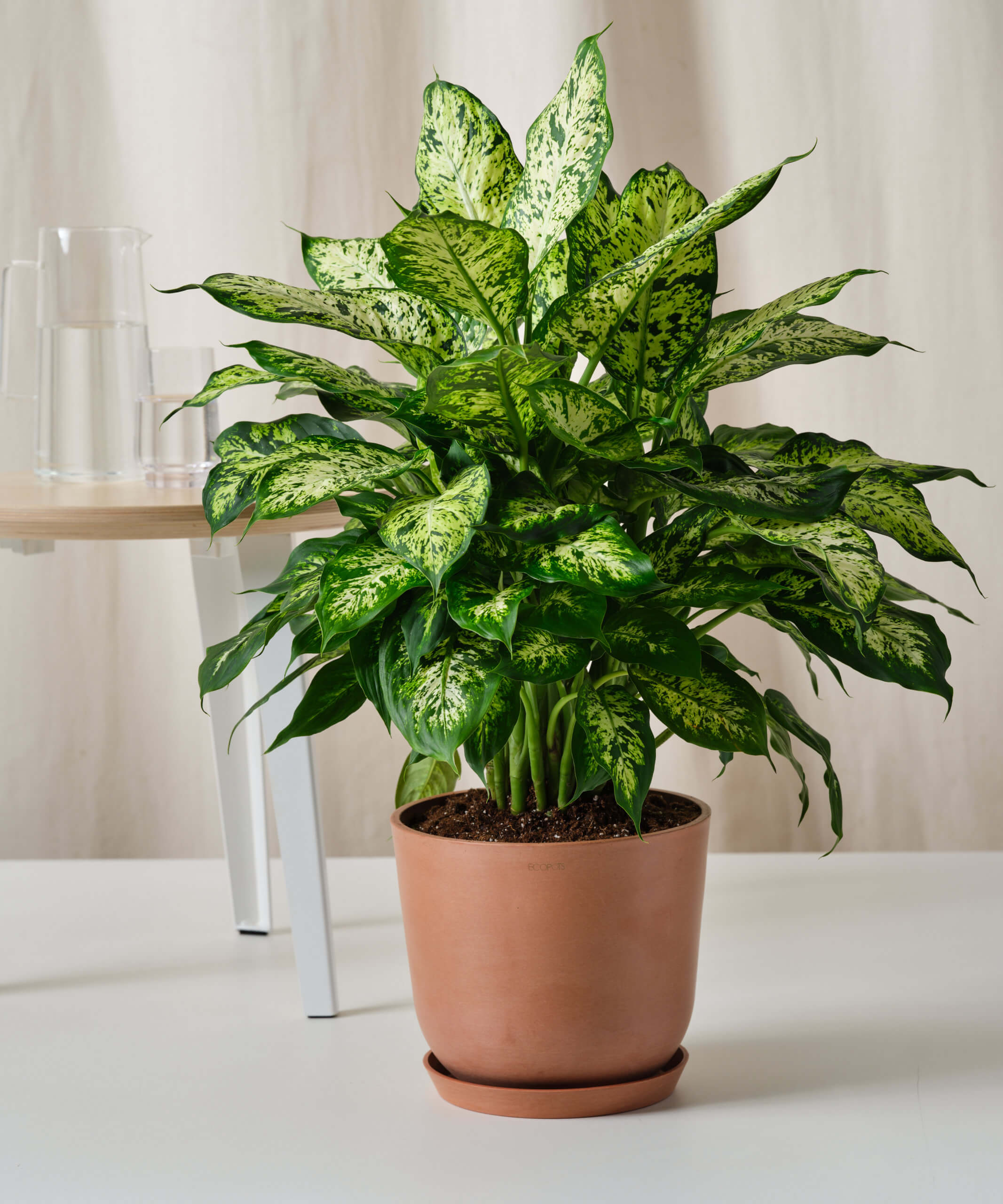 <p>dieffenbachia</p>