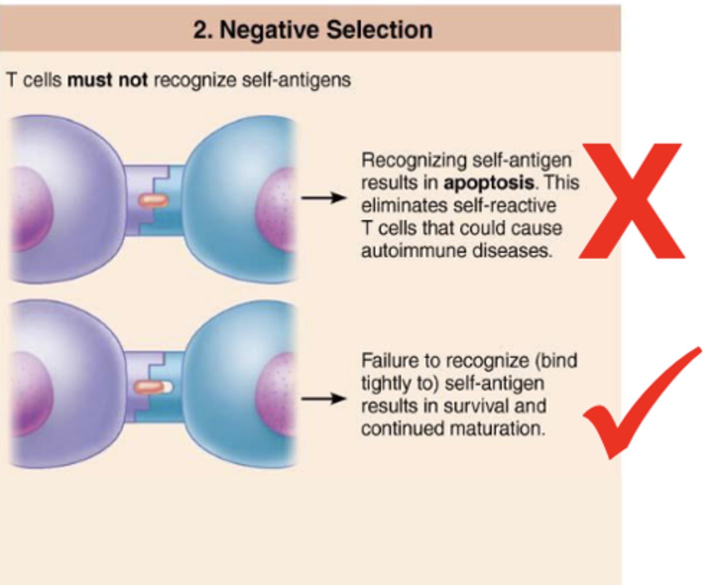 <p>selection of t cells that do not bind tightly to self-antigens; recognition (tightly binding) of self-antigen results in apoptosis</p>