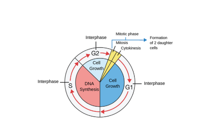 <p>s phase of cell division </p>