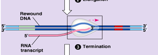 <p>step 2 of transcription: RNA polymerase reads the DNA to synthesize a complementary RNA copy from 5’→3’</p>