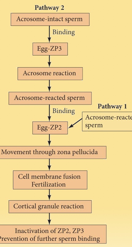 <p>During fertilization, the <strong>acrosome reaction</strong> occurs when the sperm enters the <strong>cumulus</strong>. </p><p>The <strong>zona pellucida</strong> contains glycoproteins: <strong>ZP1, ZP2, and ZP3</strong> in mice, and an additional <strong>ZP4</strong> in humans.</p><ul><li><p class=""><strong>Sperm that have undergone the acrosome reaction</strong> bind to <strong>ZP2</strong>.</p></li><li><p class=""><strong>Unreacted sperm</strong> bind to <strong>ZP3</strong>, undergo the acrosome reaction, and then bind to <strong>ZP2</strong>.</p><p class=""></p><p class=""><br>The release of <strong>acrosome enzymes</strong> helps the sperm digest a path through the zona pellucida, allowing it to reach the egg membrane.</p></li></ul><p></p>