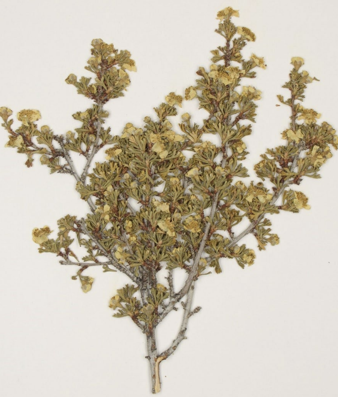<p>What is this plant’s scientific name?</p>