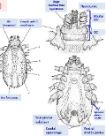 <p><strong><span>Rhipicephalus Australis AKA Boophilus (Subgenus) AKA Cattle Tick</span></strong></p><p><span>Transmits B. Bovis, B. bigemina, Anaplasma marginale</span></p><p></p><p></p>