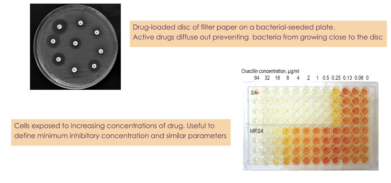 <p>1. Disk Diffusion Test (Kirby–Bauer Test) </p><ul><li><p>Each disc is soaked with an antibiotic.</p></li><li><p>Drug diffuses into the agar → bacteria fails to grow near discs containing effective antibiotics.</p></li></ul><p> 2. Broth Microdilution Test (MIC Determination) </p><ul><li><p>Bacterial growth is monitored across the gradient of drug concentrations.</p></li><li><p>Used to determine the Minimum Inhibitory Concentration (MIC) → the lowest concentration that prevents visible growth.</p></li><li><p>darker colour → higher number of bacteria</p></li></ul><p> </p><p></p>