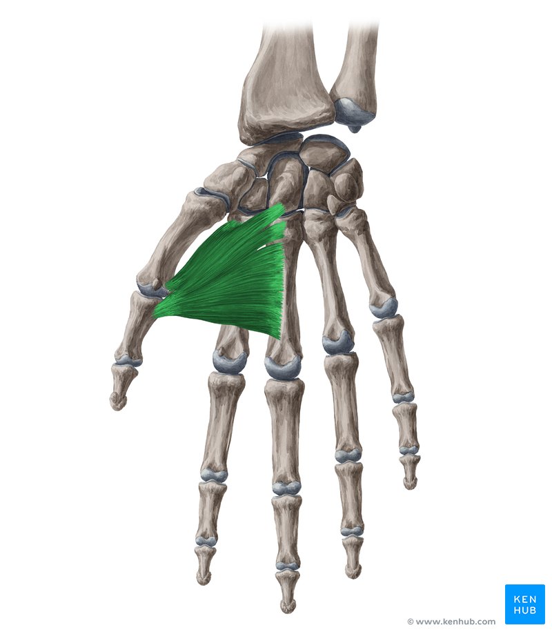 <p>Runs from the metacarpals to the base of the thumb</p>