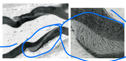 <p>Incisions in myelin know as shcmidt-lantermn clefts that allow for communication between innner and outer cytoplasm to take place. </p>