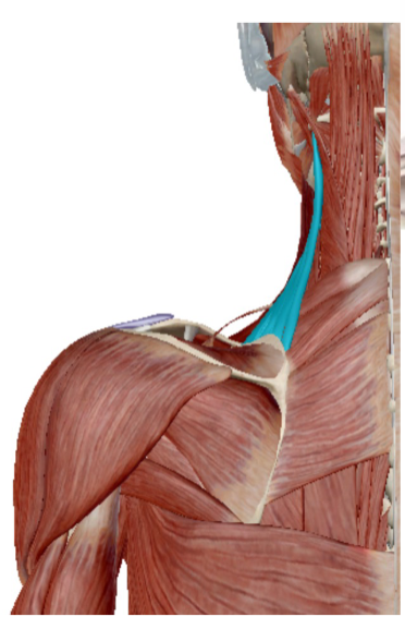 <p>Musculus Levator Scapulae</p>